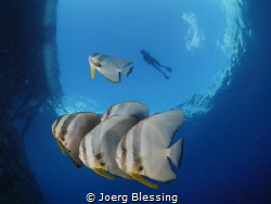 Longfin batfish and snorkler. by Joerg Blessing 